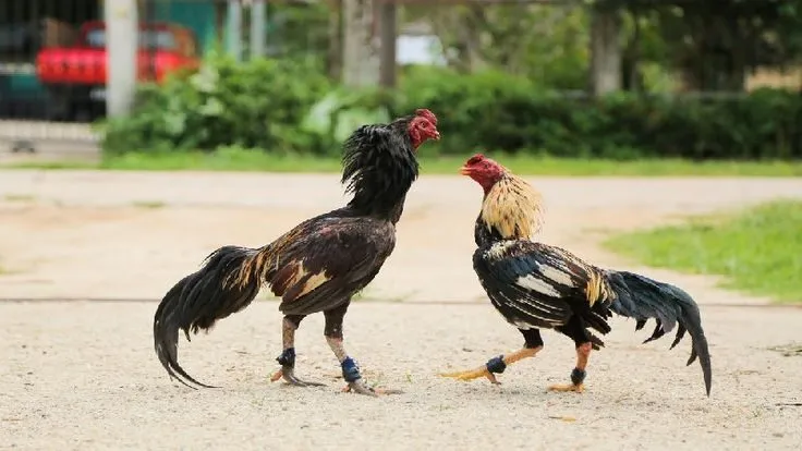 Bí quyết về chọn gà cựa sắt siêu hay Bí quyết về chọn gà cựa sắt siêu hay